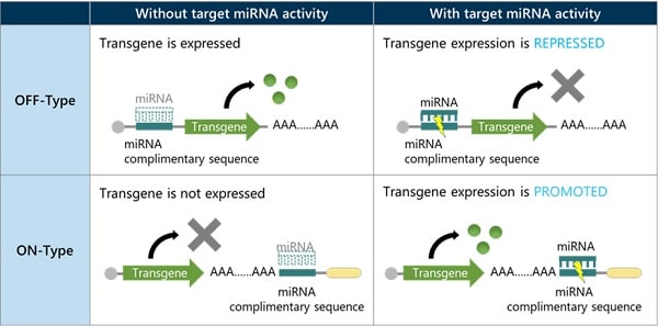 Abbildung 1 Überblick zum RNA-Switch