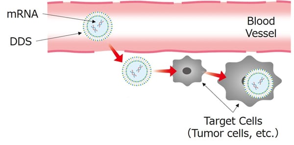 Figure 2 Image de l’administration d’ARNm avec DDS aux cellules cibles
