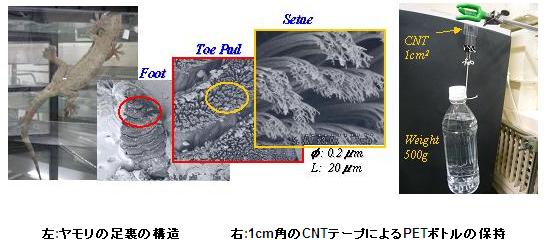 左：ヤモリの足裏の構造＆右：1cm角のＣＮＴテープによるＰＥＴボトルの保持