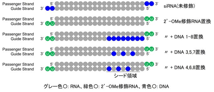 siRNAガイド鎖シード領域におけるDNA置換パターンの比較模式図