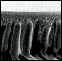 membrane_about_limit_img2