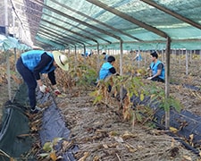 Hasadın bir kısmı