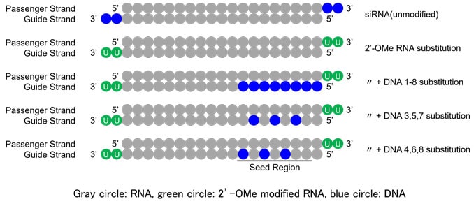 Schematic comparison of DNA substitution patterns in the seed region of the siRNA guide strand